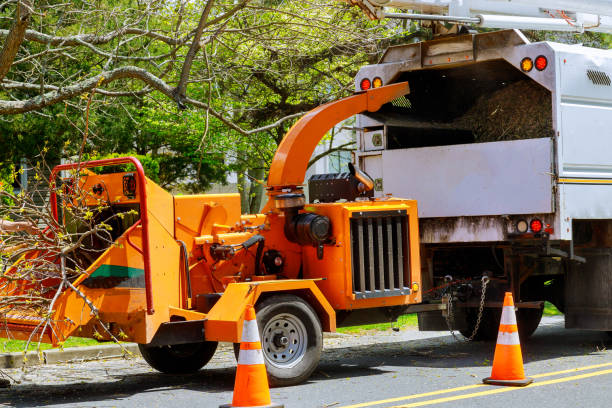 Tree and Shrub Care in Trexlertown, PA