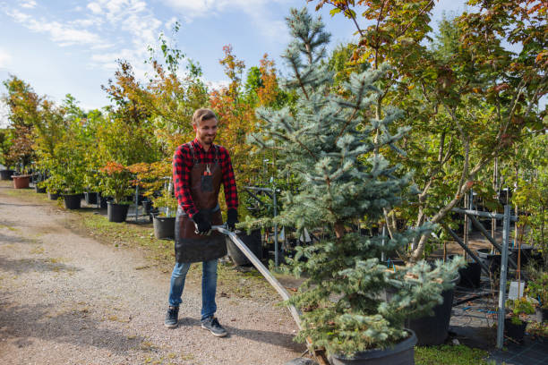 How Our Tree Care Process Works  in  Trexlertown, PA